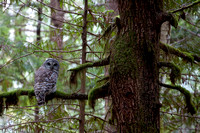 Barred Owl, Roberts Creek, B.C.