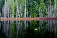 Trout Lake Reflection, Sunshine Coast, B.C.