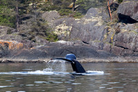 Humpback Whale, Thormanby Island, Sunshine Coast, B.C.