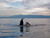 Orcas, Thormanby Island, B.C.