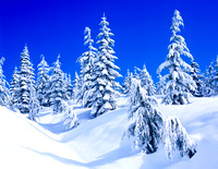 Snow-Covered Trees, Mt. Elphinstone, Sunshine Coast, B.C.