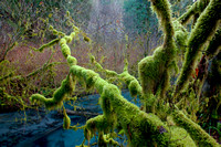 Moss- Covered Branches and Creek, Squamish, B.C.
