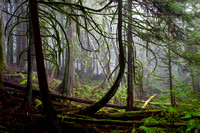 Creekside Cedars, Roberts Creek, Sunshine Coast, B.C.