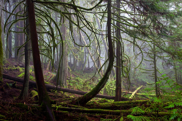 Creekside Cedars, Roberts Creek, Sunshine Coast, B.C.