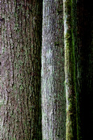 Tree Detail, Roberts Creek, B.C.