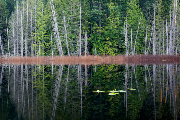 Trout Lake Reflection, Sunshine Coast, B.C.