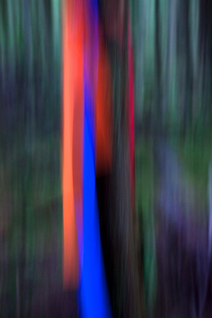 Blue and Red Forestry Ribbons, Roberts Creek, B.C.