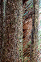 Twister Tree Detail, Roberts Creek, B.C.