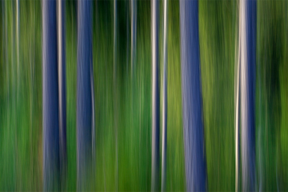 Edge of Forest, Roberts Creek, B.C.