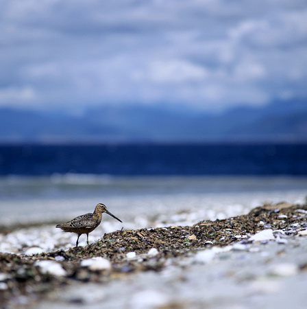 Dowitcher, Indian Point, Savary Island, B.C.