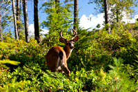Black-Tail Deer, Buck, Roberts Creek, B.C.