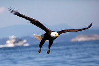 Bald Eagle in Flight, Lund, B.C.