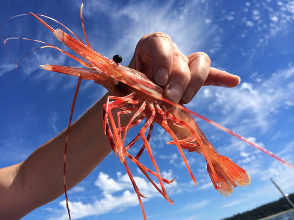 Spotted Prawn, Savary Island, B.C.