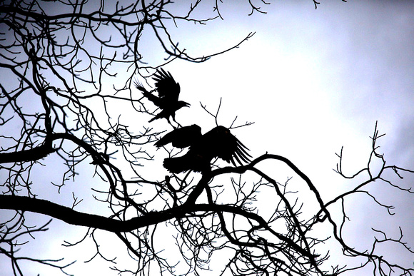 Crow attacking Eagle, Gibsons, B.C.
