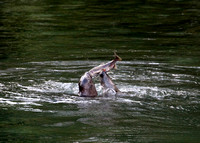Seals with Salmon, Rainy River, B.C.