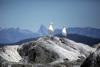 Pair of Gulls, Keefer Rock, Strait of Georgia, B.C.