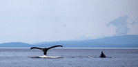 Humpback Whales, Thormanby Island,Strait of Georgia, Sunshine Coast, B.C.
