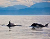 Orcas Playing, Thormanby Island, B.C.