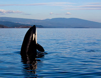Orca Spy-Hopping, Thormanby Island, B.C.