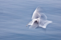 Gull in Flight, Roberts Creek, B.C.