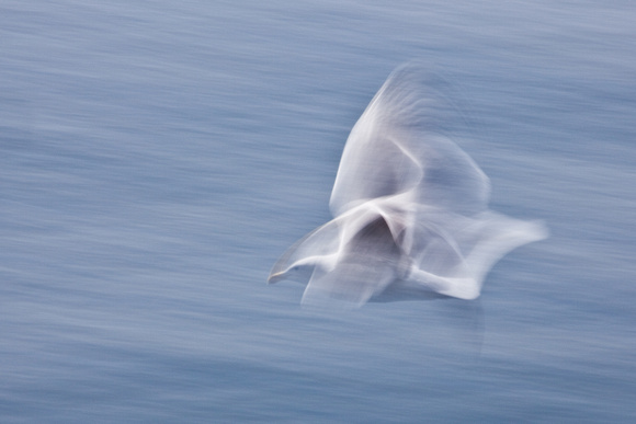 Gull in Flight, Roberts Creek, B.C.