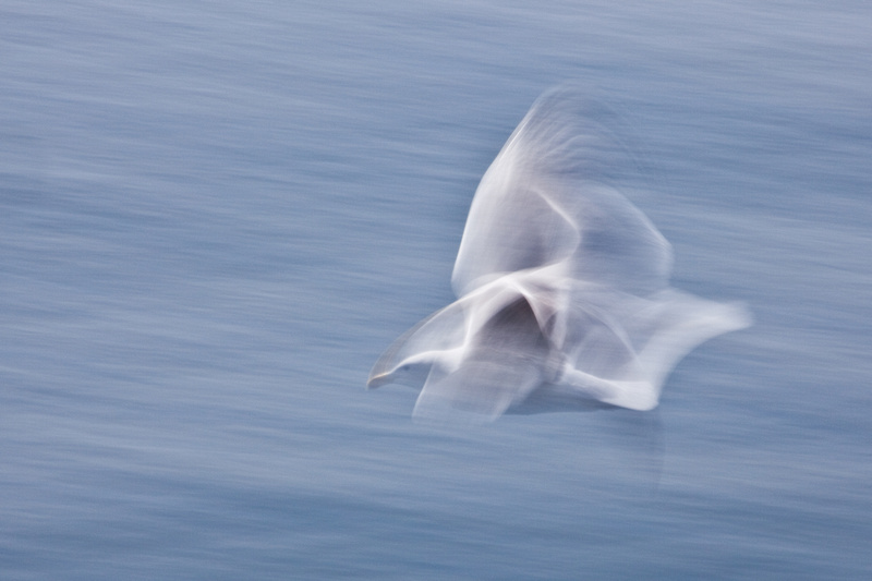 Gull in Flight, Roberts Creek, B.C.