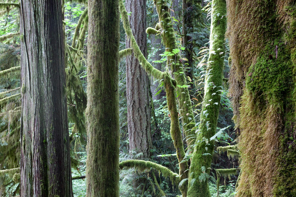 Tree Study, Roberts Creek, B.C.