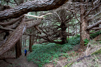 Spirit Trees, Savary Island, B.C.