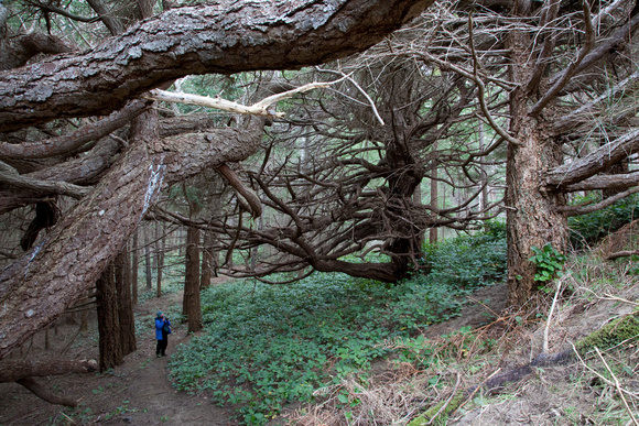 Spirit Trees, Savary Island, B.C.