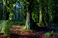 Cedar Forest, Squamish, B.C.