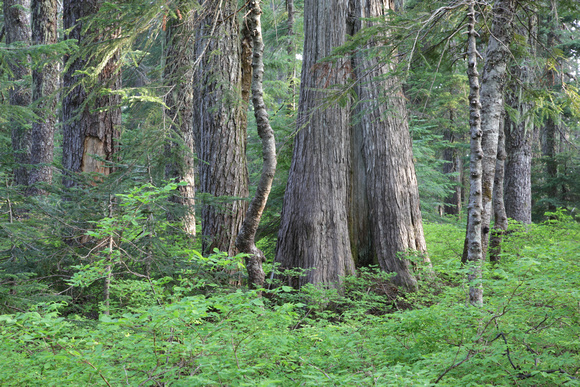 Spipyus Provincial Park, Sunshine Coast, B.C.