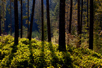 Trees and  Shadows, Mount Elphinstone, Sunshine Coast, B.C.