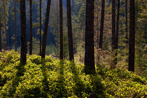 Trees and  Shadows, Mount Elphinstone, Sunshine Coast, B.C.