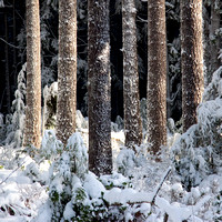 Spaces, Winter Tree Study, Sunshine Coast, B.C.